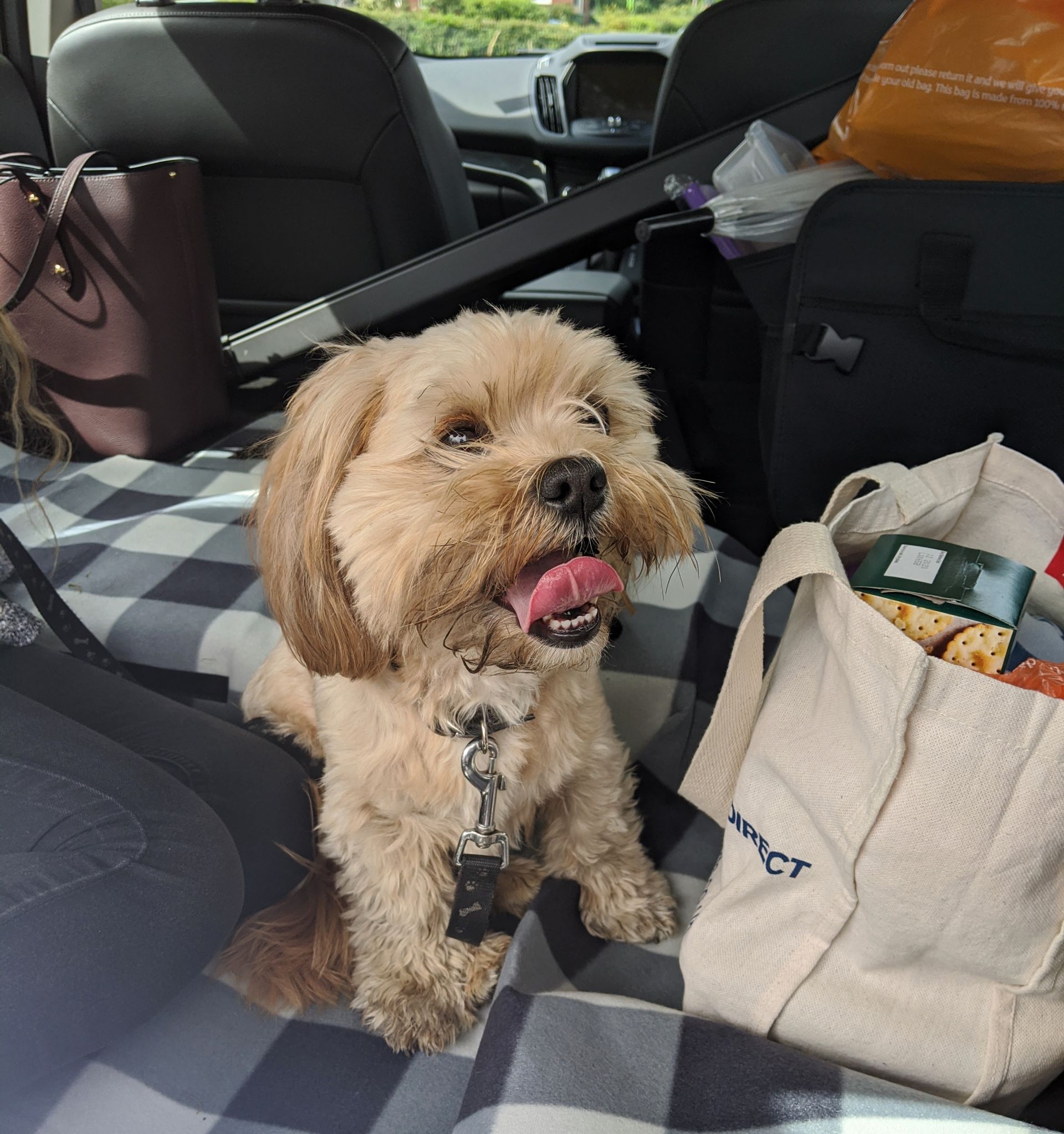 Hugo on the picnic blanket in the car