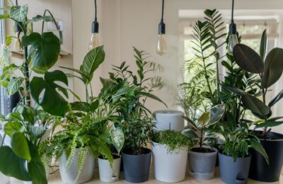 plants in a large, open space