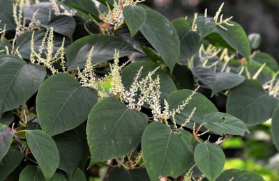 Japanese Knotweed