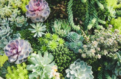 starting a garden - photo of pretty flowers