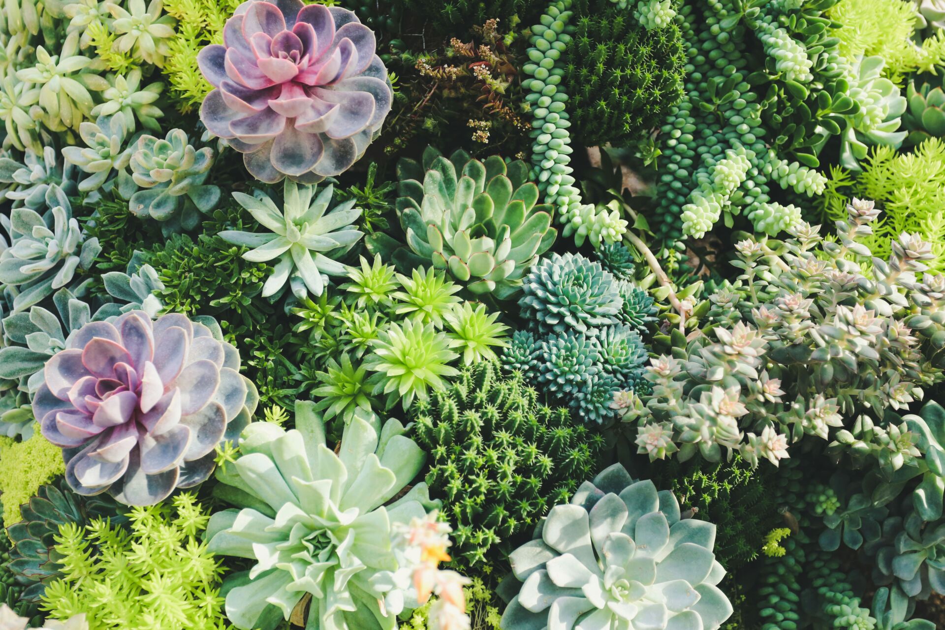 starting a garden - photo of pretty flowers