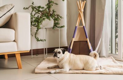 a dog on a blanker in a neutral lounge