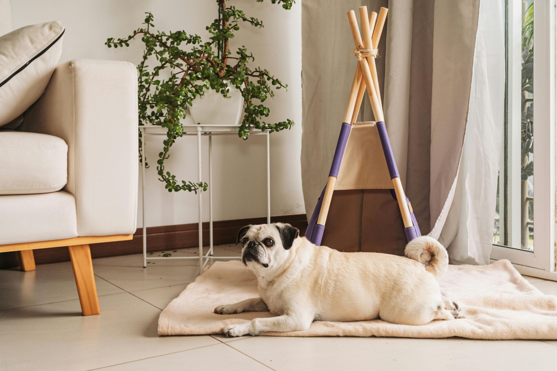 a dog on a blanker in a neutral lounge