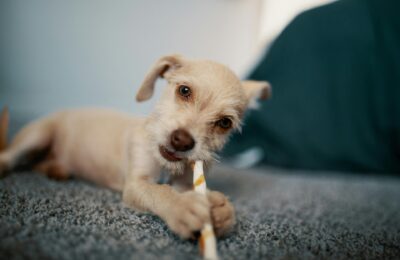 cute puppy with small chew
