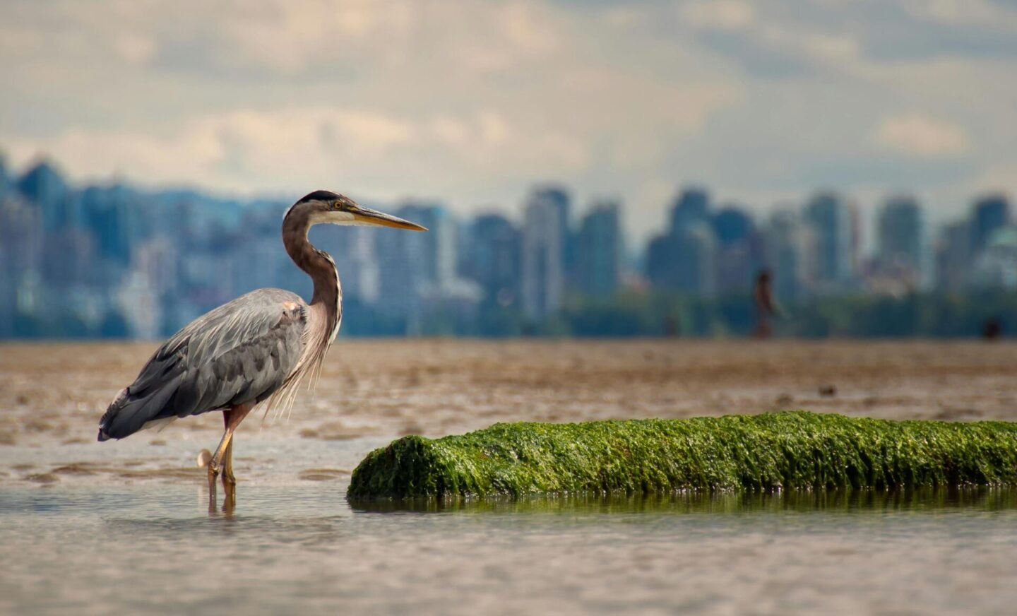 Vancouver, BC, Canada
Great Blue Heron Standing On Water