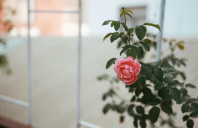 an indoor plant in bloom