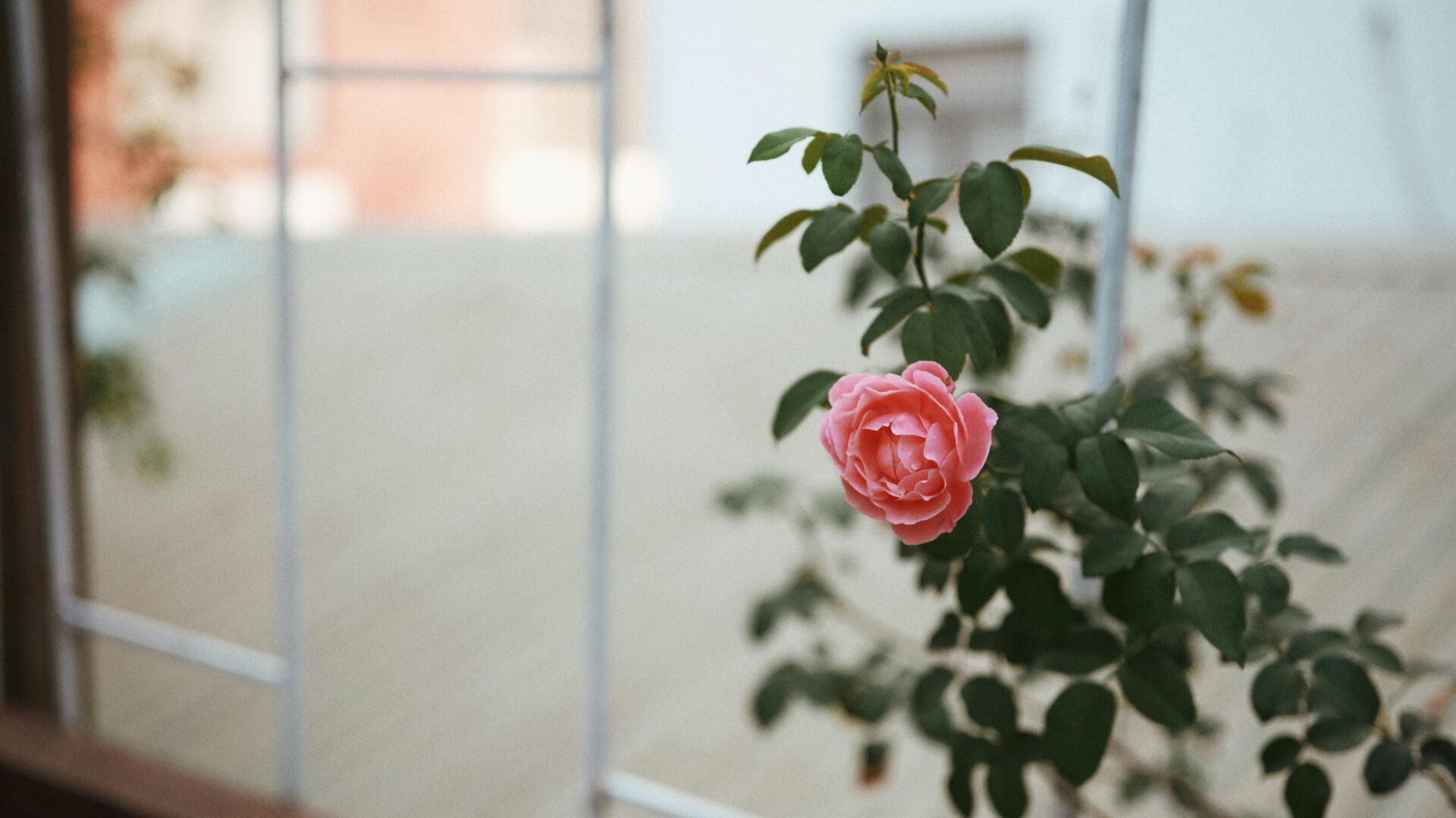 an indoor plant in bloom